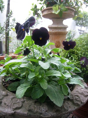 s-IMG_0256.jpg