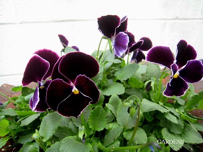 s-IMG_0293.jpg
