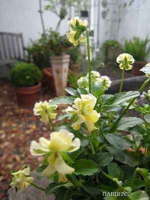 s-IMG_0600.jpg