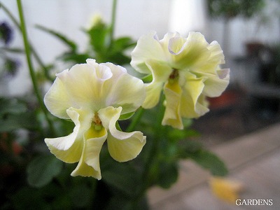 s-IMG_0602.jpg
