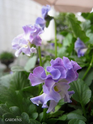 s-IMG_0609.jpg
