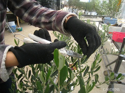 s-IMG_0693.jpg