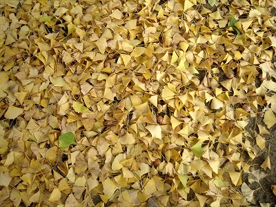 s-IMG_0784.jpg
