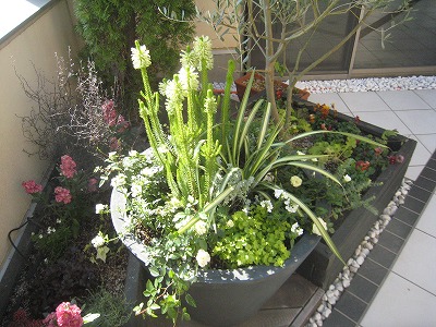 s-IMG_0950.jpg