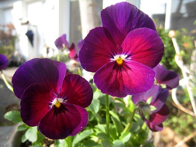 s-IMG_1126.jpg