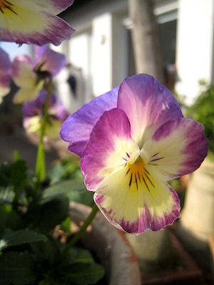 s-IMG_1130.jpg