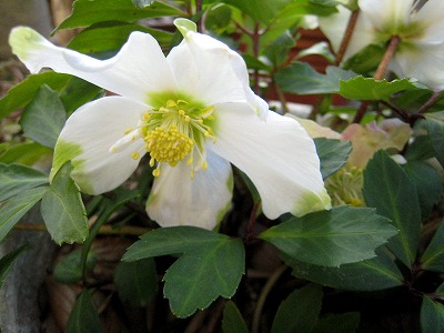 s-IMG_1223.jpg