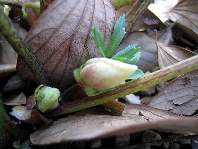 s-IMG_1225.jpg