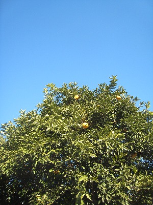 s-IMG_1655.jpg