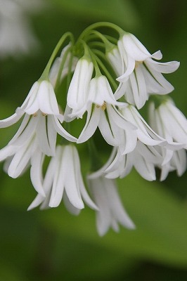 s-IMG_1957.jpg
