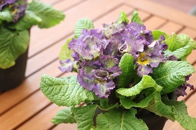 s-IMG_2803.jpg