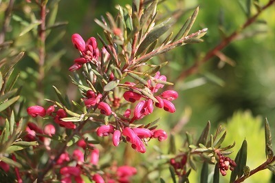 s-IMG_3328.jpg
