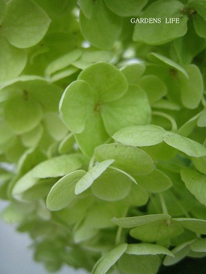 s-IMG_4926.jpg