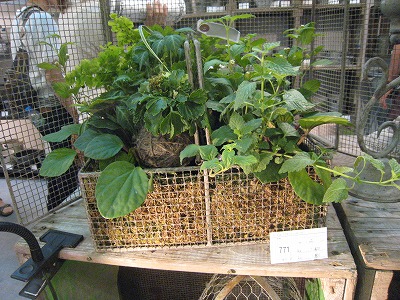 s-IMG_5995.jpg