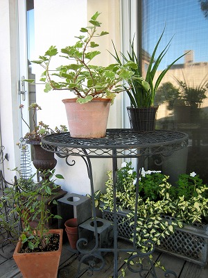 s-IMG_6105.jpg