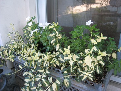 s-IMG_6106.jpg