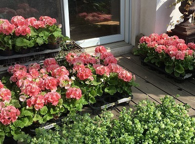 s-IMG_6152.jpg