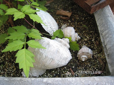 s-IMG_6190.jpg