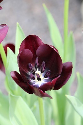 s-IMG_6480.jpg