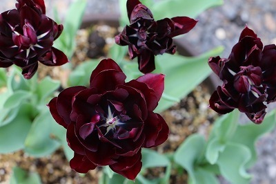 s-IMG_6484.jpg