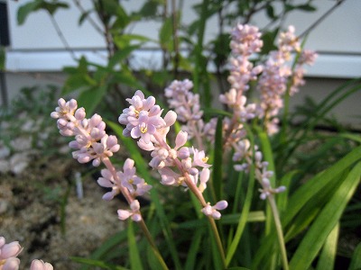s-IMG_6629.jpg