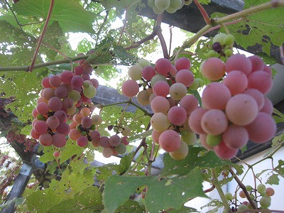 s-IMG_6714.jpg