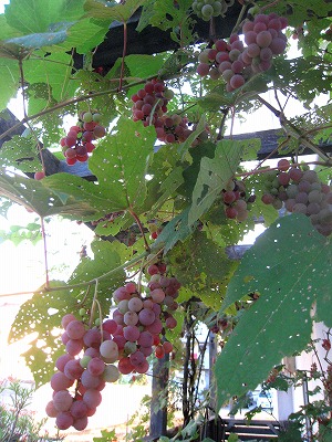 s-IMG_6721.jpg