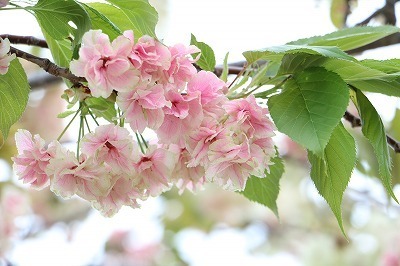s-IMG_7021.jpg