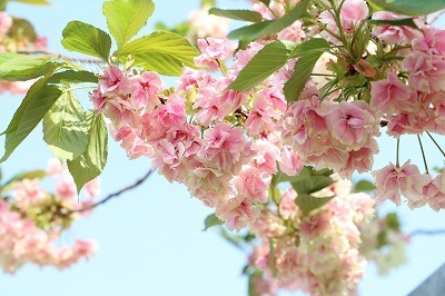 s-IMG_7103.jpg