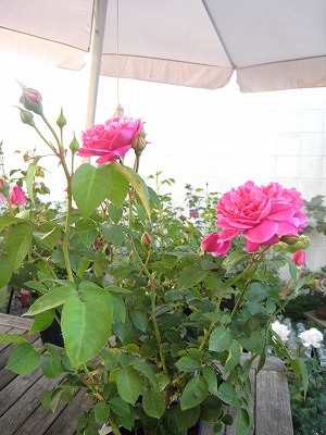 s-IMG_7545.jpg