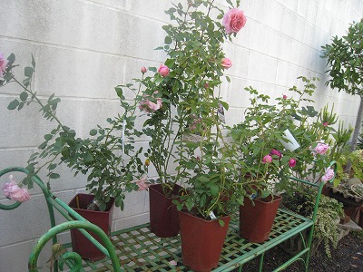 s-IMG_7561.jpg