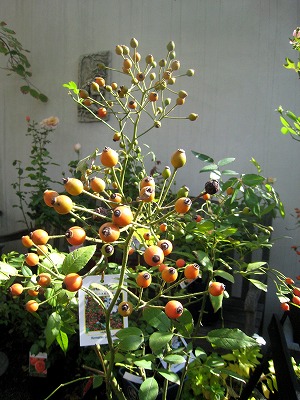 s-IMG_7562.jpg