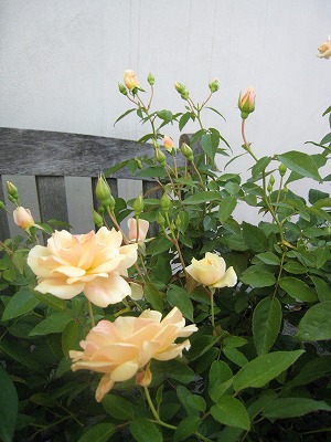 s-IMG_7570.jpg