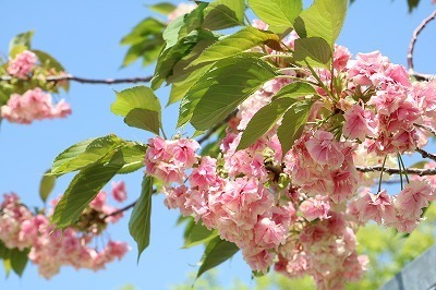 s-IMG_7623.jpg