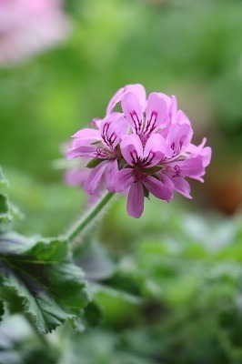 s-IMG_7715.jpg