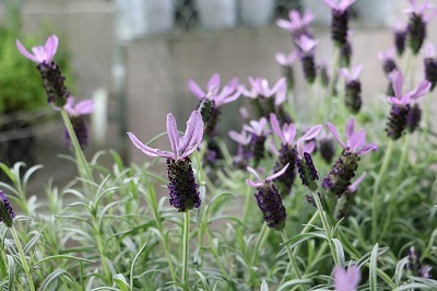 s-IMG_7721.jpg