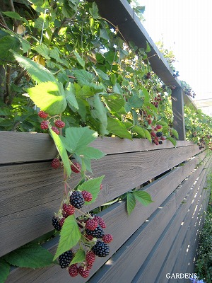 s-IMG_7817.jpg