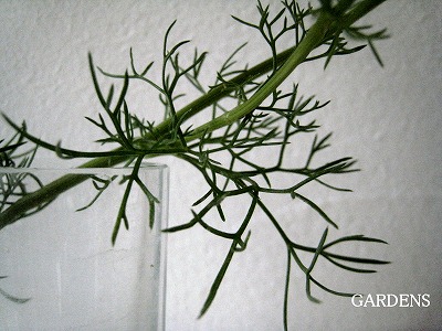 s-IMG_7927.jpg