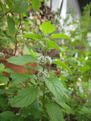 s-IMG_7986.jpg