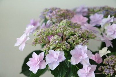 s-IMG_8215.jpg
