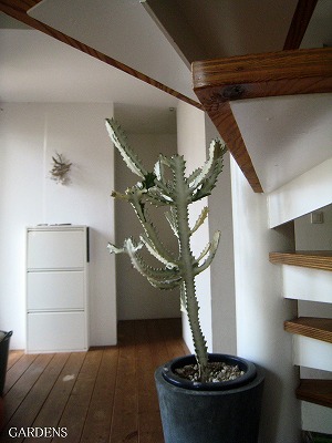 s-IMG_8223.jpg