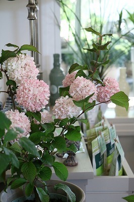 s-IMG_8250.jpg