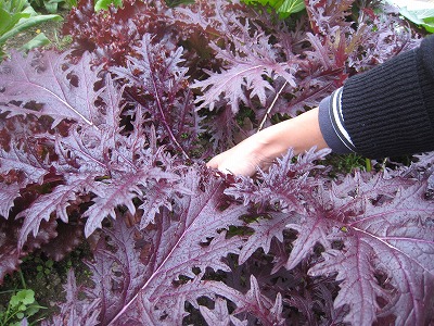 s-IMG_8350.jpg