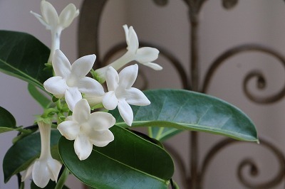 s-IMG_8439.jpg