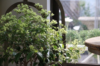 s-IMG_8470.jpg