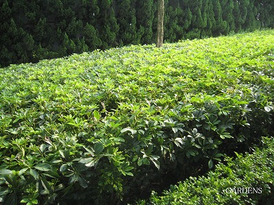 s-IMG_8675.jpg