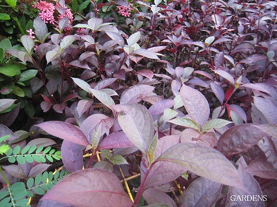s-IMG_8722.jpg