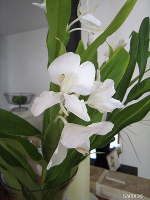s-IMG_9000.jpg