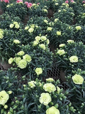 s-IMG_9007.jpg