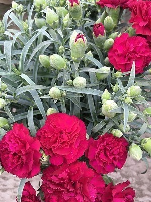 s-IMG_9012.jpg